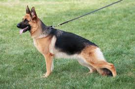 german sheppard