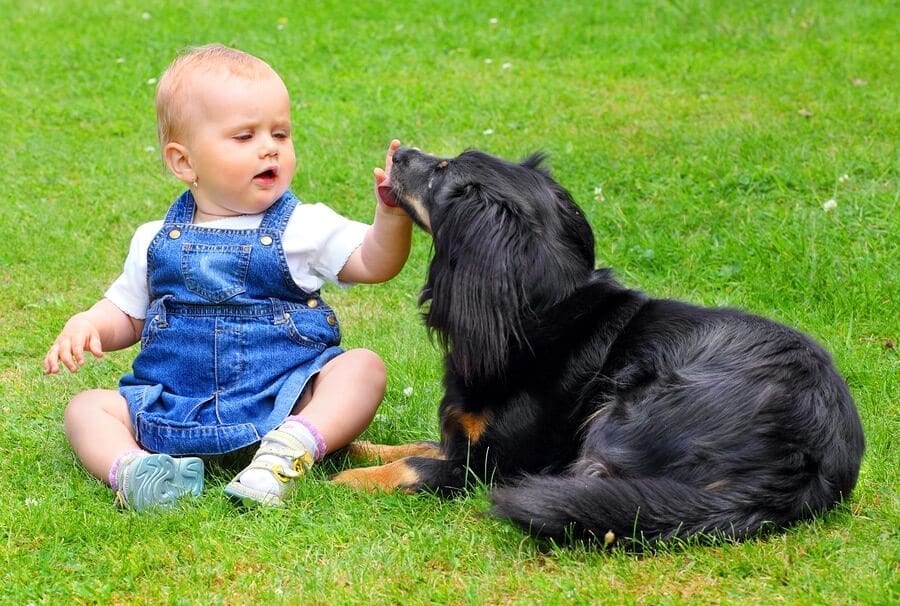 What Happens When A Dog Bites A Child