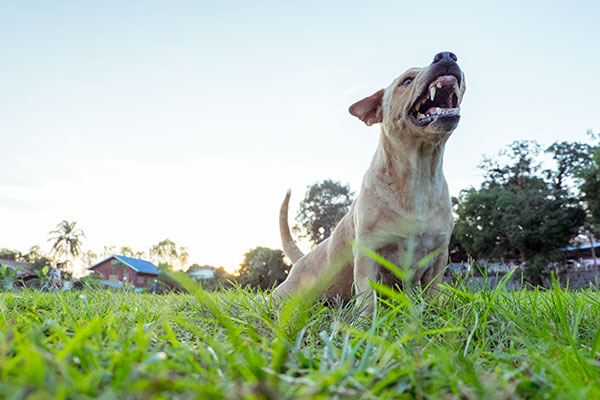 florida-dog-bite-settlement-amounts